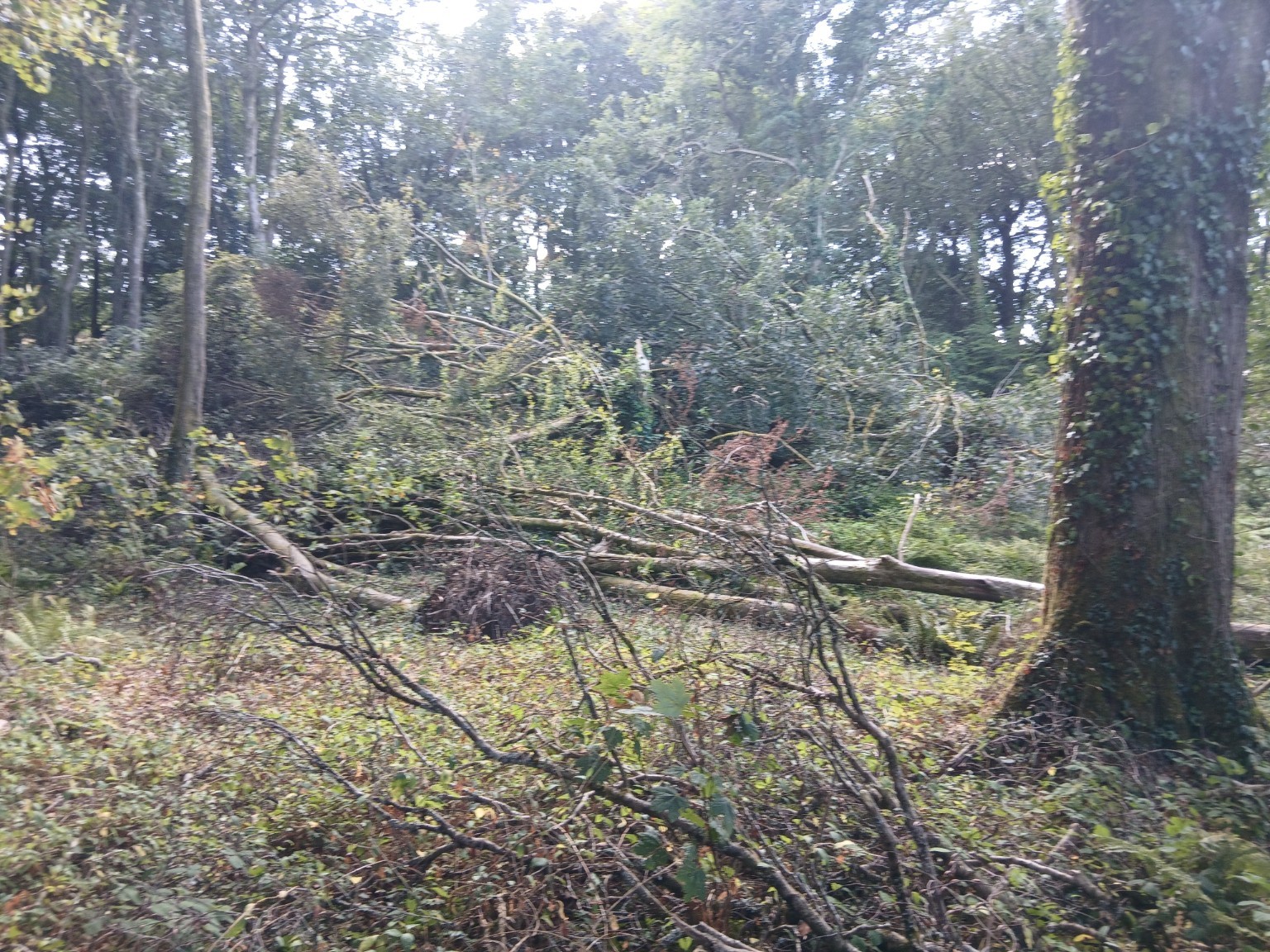 Woodland floor debris field