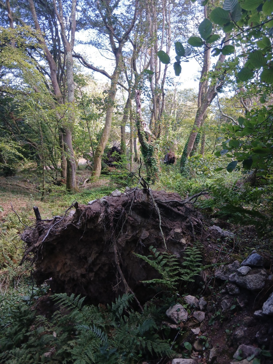 Root plate and depression, second location