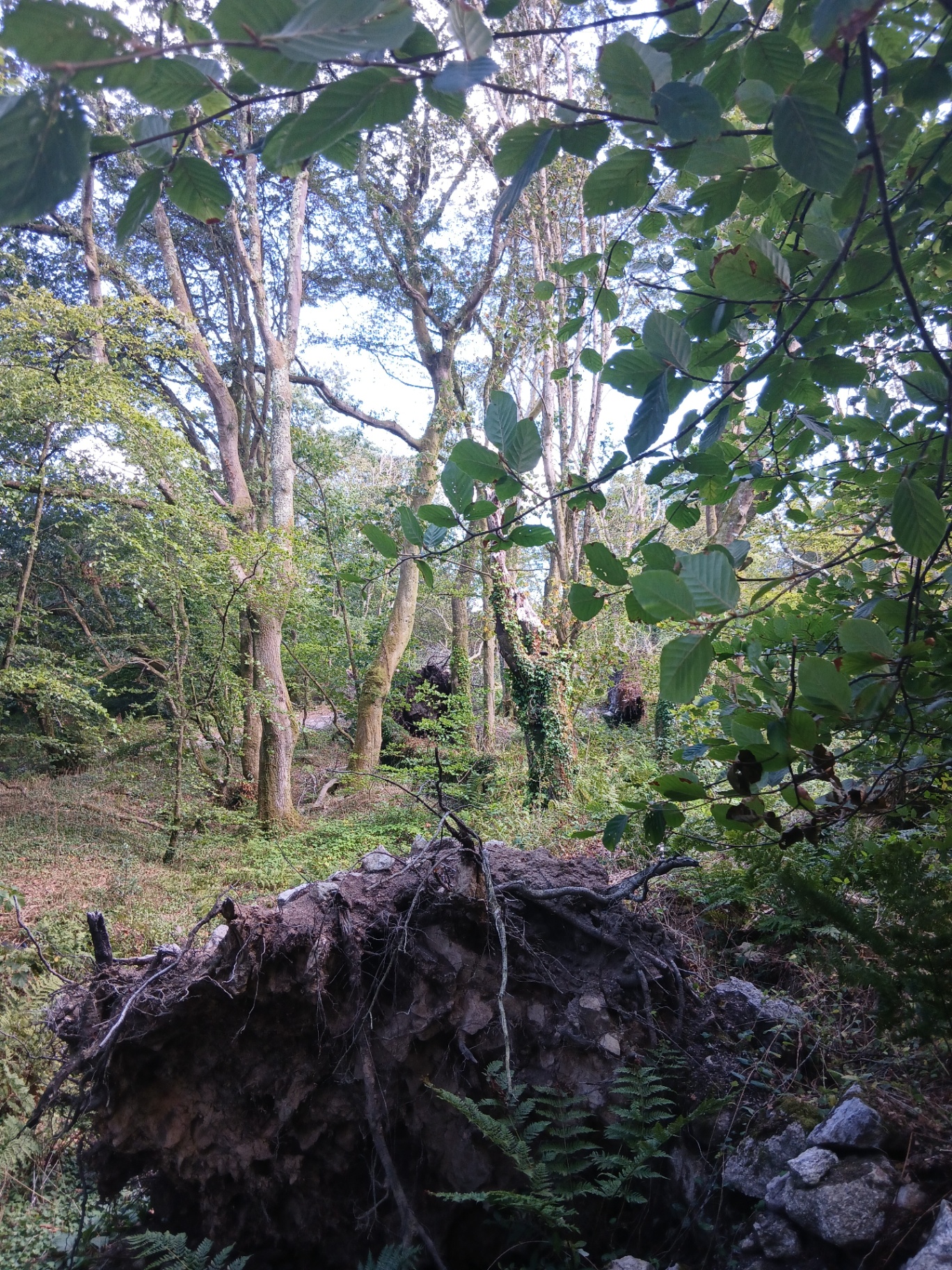 Field survey — root plate and hollow (20 Aug 2026)