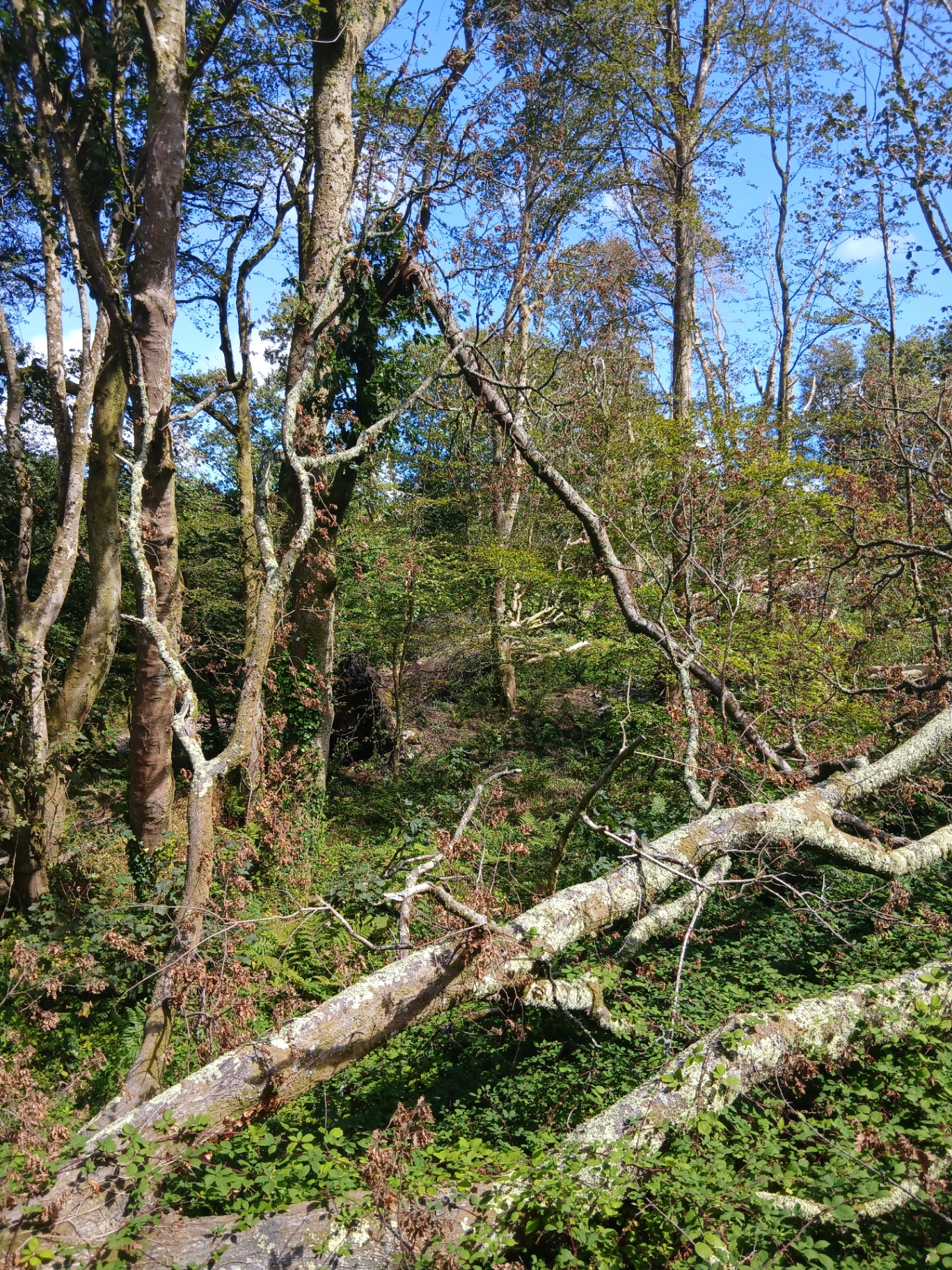 Field survey — canopy dieback with fallen stems (20 Aug 2026)