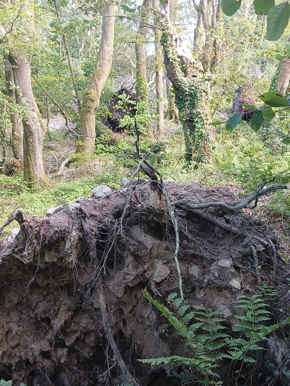 Root plate with entrained stone
