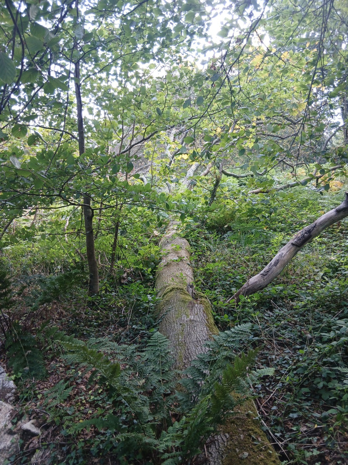 Leaning stem, root plate partially lifted