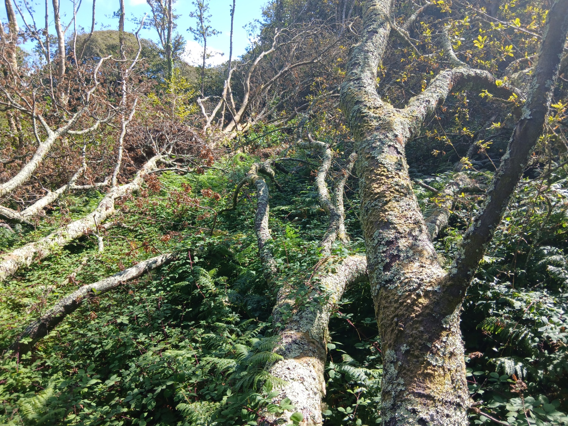 Field survey — multiple down stems (20 Aug 2026)