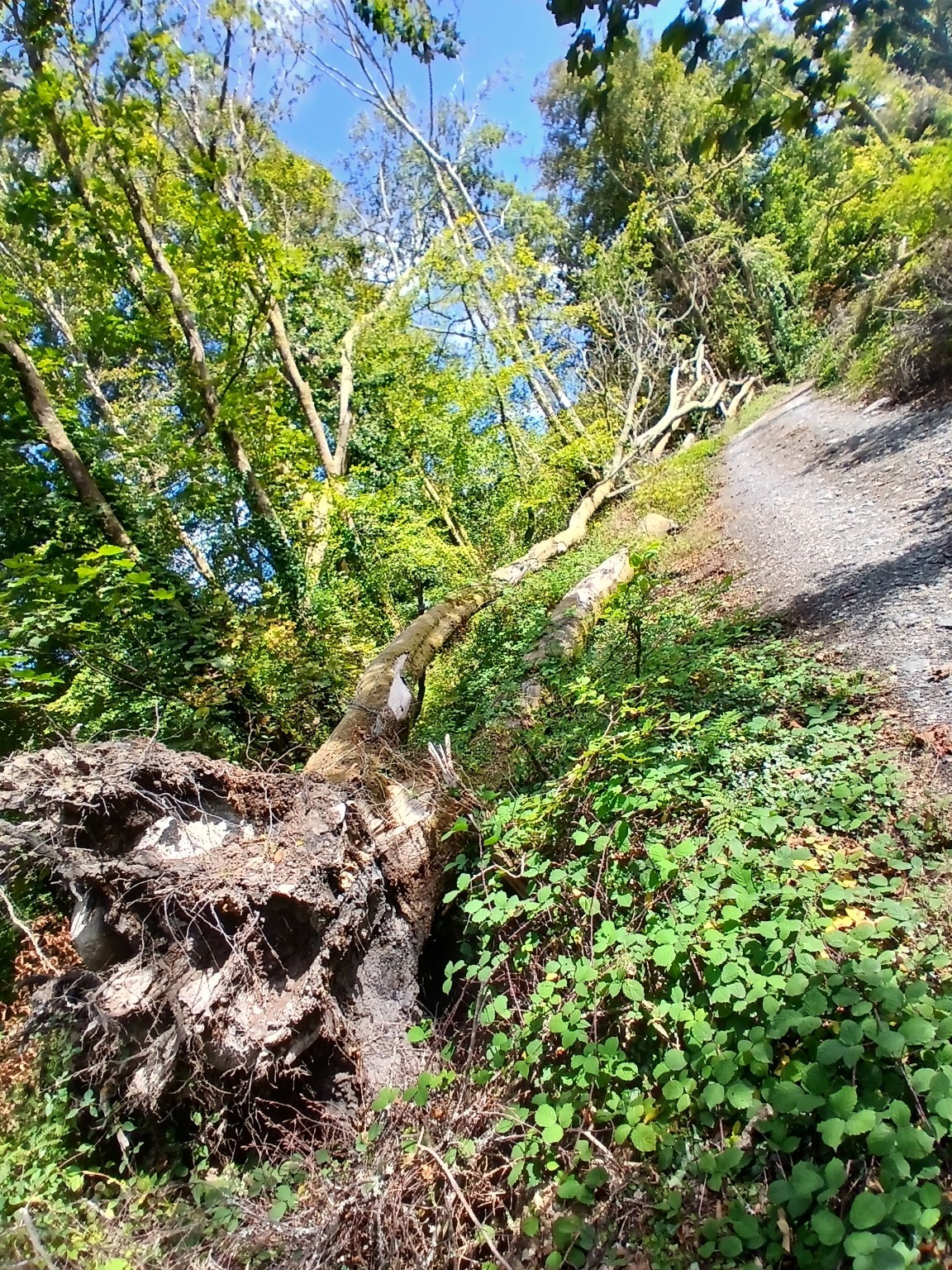 Overturned mature tree with exposed root plate