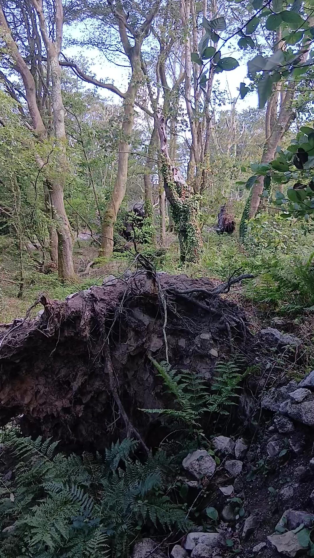 Root plate detail, third location